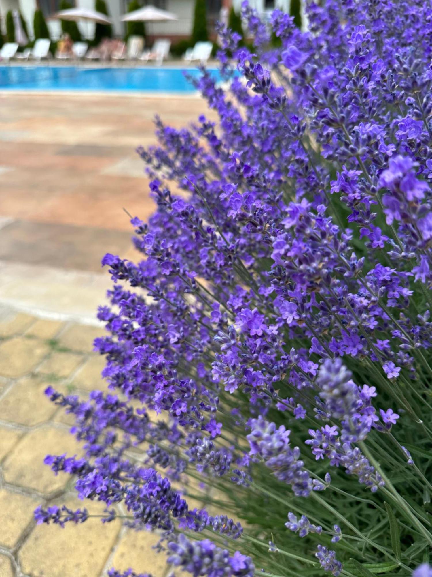 Panteli Apart House Aheloy Dış mekan fotoğraf